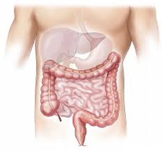 maladie de crohn- système digestif