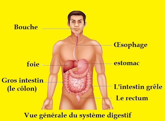Le cancer du côlon-le système digestif