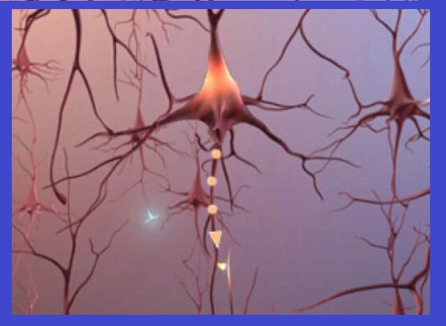 maladie d'Alzheimer- les neurones