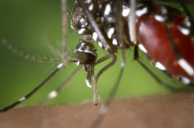 Moustique tigre et maladie: zika - chikungunya