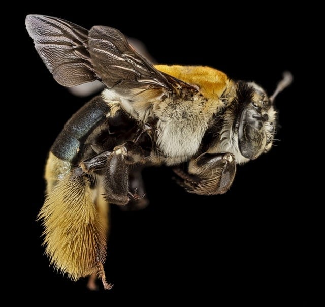 L'abeille et les bienfaits du miel