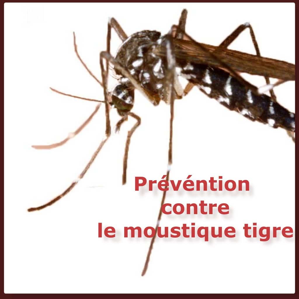 Prévention contre le moustique tigre