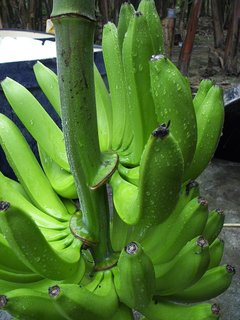 banane cavendish