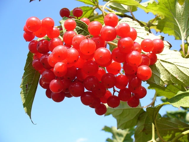 Fruit de cranberry
