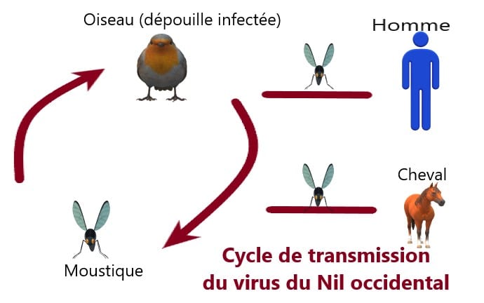 Virus du Nil occidental: cycle de transmission